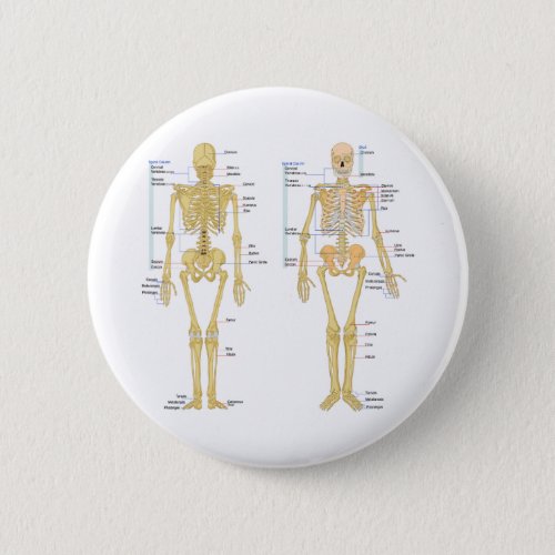 Human Skeleton labeled anatomy chart Button