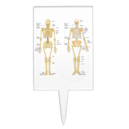 Human Skeleton labeled anatomy chart Cake Topper