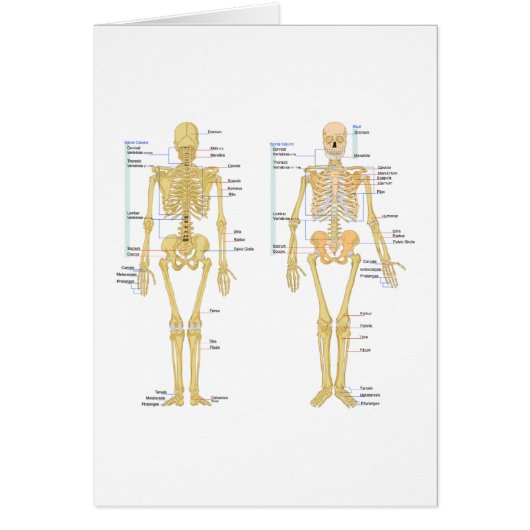 Human Skeleton labeled anatomy chart Cards (Front)