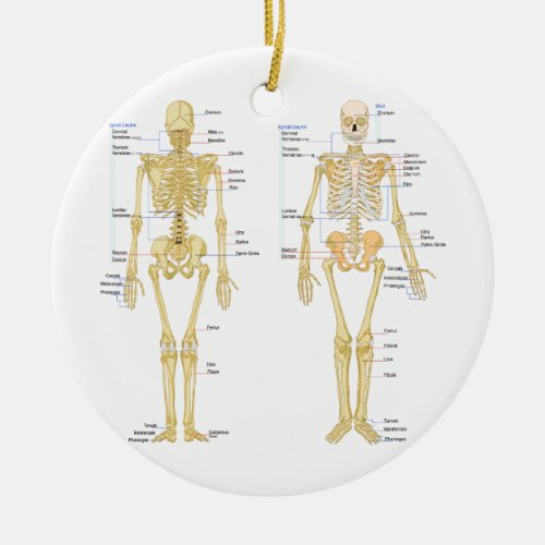 Human Skeleton labeled anatomy chart Ceramic Ornament