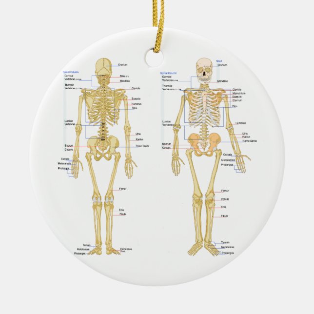 Human Skeleton labeled anatomy chart Ceramic Ornament (Front)