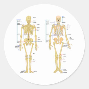 Human Skeleton labeled anatomy chart Classic Round Sticker