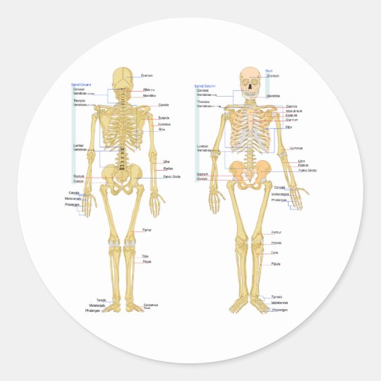 Skeleton Chart Labeled