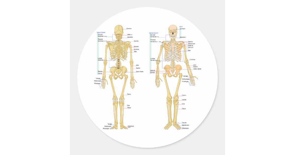 Human Skeleton labeled anatomy chart Classic Round Sticker | Zazzle.com
