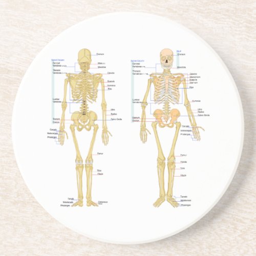 Human Skeleton labeled anatomy chart Drink Coaster