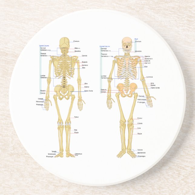 Human Skeleton labeled anatomy chart Drink Coaster (Front)