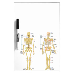 Human Skeleton labeled anatomy chart Dry-Erase Board