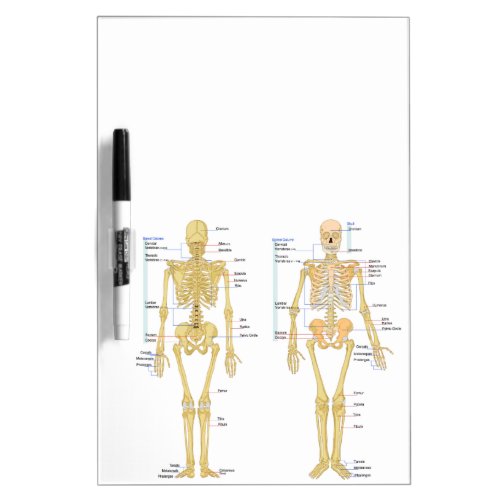 Human Skeleton labeled anatomy chart Dry_Erase Board