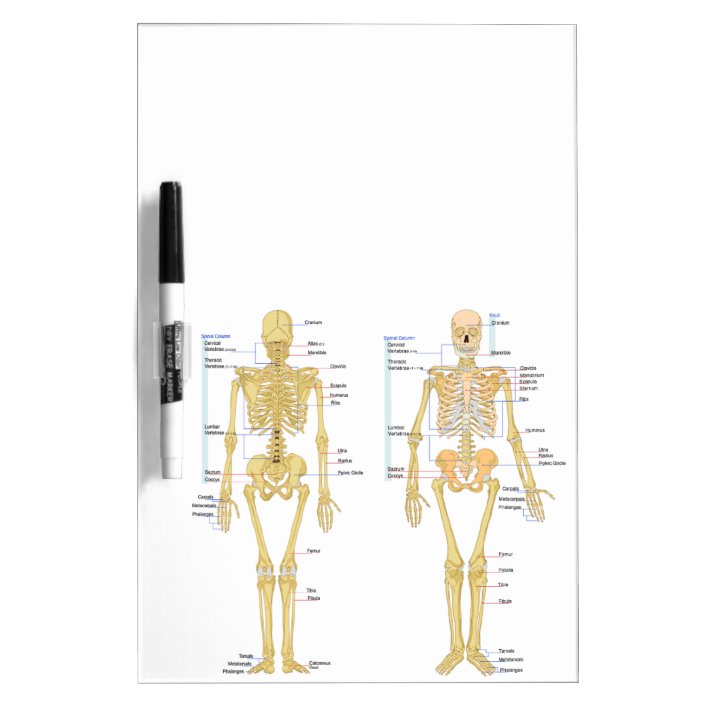 Human Skeleton Labeled Anatomy Chart Dry Erase Board Zazzle Com
