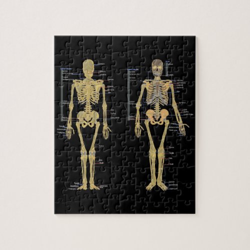 Human Skeleton labeled anatomy chart Jigsaw Puzzle