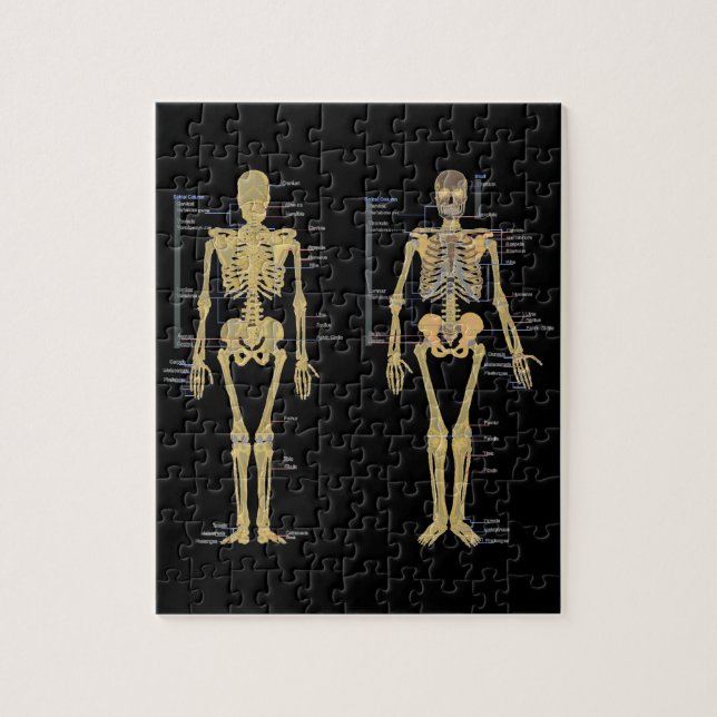 Human Skeleton labeled anatomy chart Jigsaw Puzzle (Vertical)