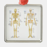 Human Skeleton labeled anatomy chart Metal Ornament