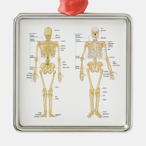 Human Skeleton labeled anatomy chart Metal Ornament