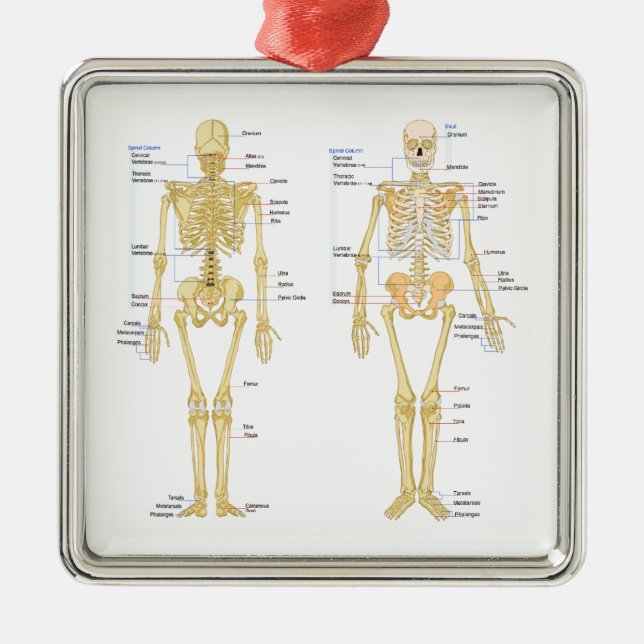Human Skeleton labeled anatomy chart Metal Ornament (Front)