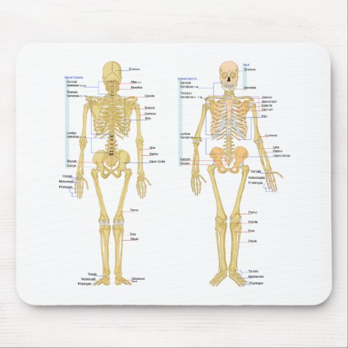 Human Skeleton labeled anatomy chart Mouse Pad