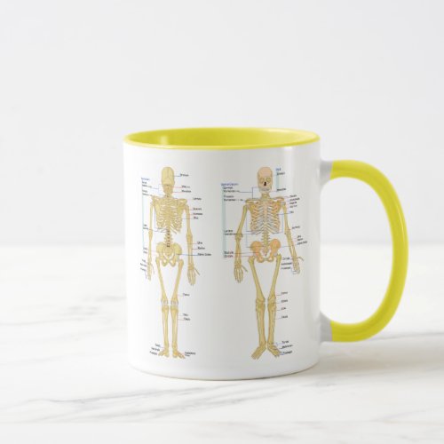 Human Skeleton labeled anatomy chart Mug