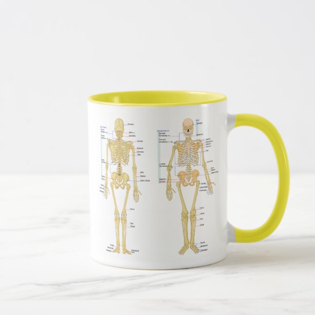 Human Skeleton labeled anatomy chart Mug (Right)