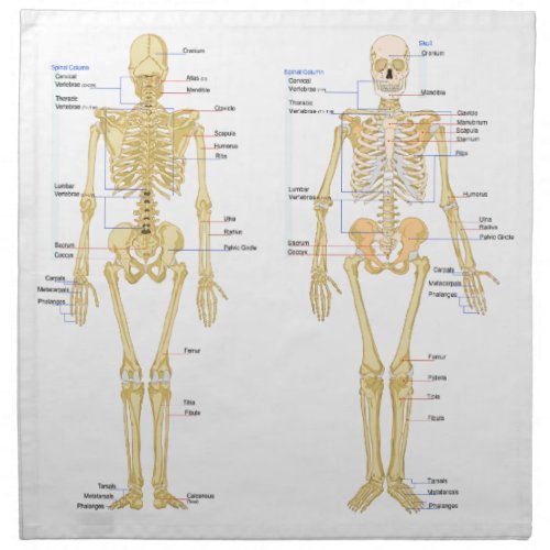 Human Skeleton labeled anatomy chart Napkin