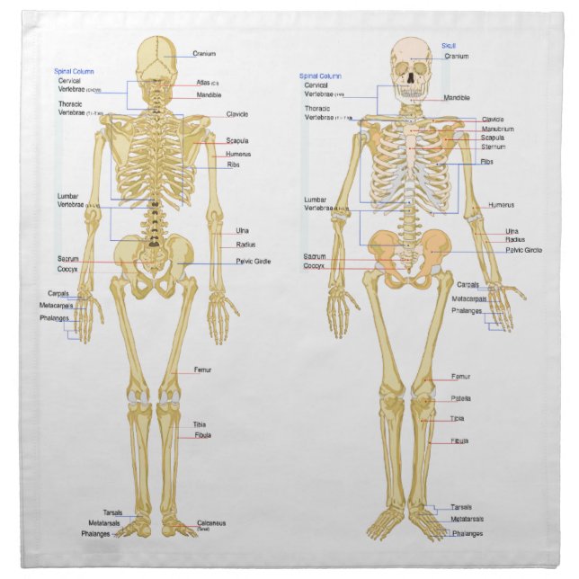 Human Skeleton labeled anatomy chart Napkin (Front)