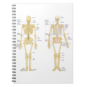 Human Skeleton labeled anatomy chart Notebook