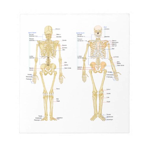 Human Skeleton labeled anatomy chart Notepad