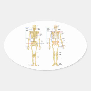 Human Skeleton labeled anatomy chart Oval Sticker