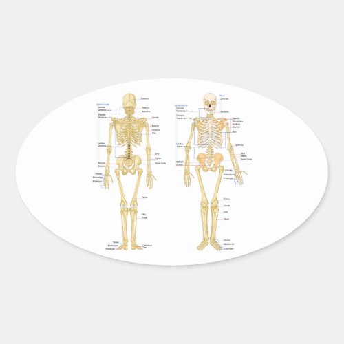 Human Skeleton labeled anatomy chart Oval Sticker