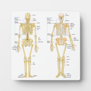 Human Skeleton labeled anatomy chart Plaque