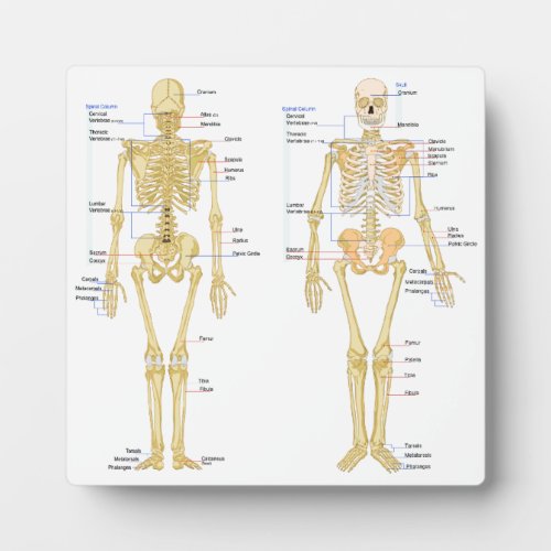Human Skeleton labeled anatomy chart Plaque