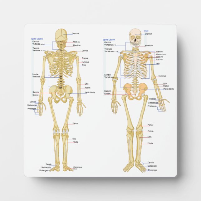 Human Skeleton labeled anatomy chart Plaque (Front)