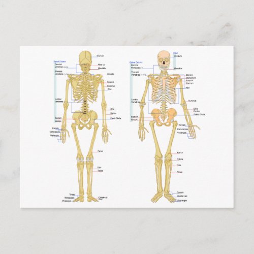 Human Skeleton labeled anatomy chart Postcard