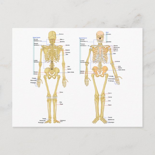 Human Skeleton labeled anatomy chart Postcard (Front)