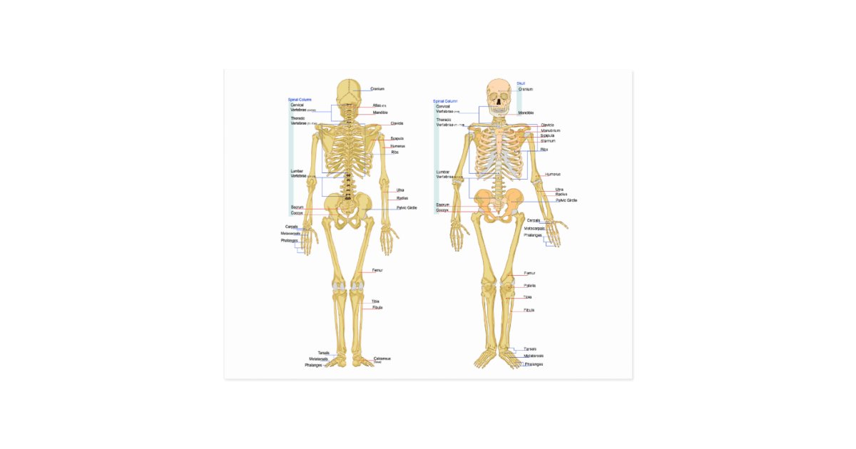 Human Skeleton labeled anatomy chart Postcard | Zazzle.com