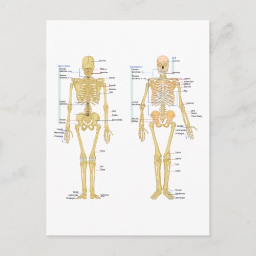 Human Skeleton labeled anatomy chart Postcard