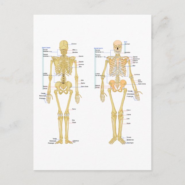 Human Skeleton labeled anatomy chart Postcard (Front)