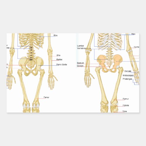 Human Skeleton labeled anatomy chart Rectangular Sticker