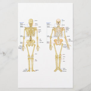 Human Skeleton labeled anatomy chart Stationery