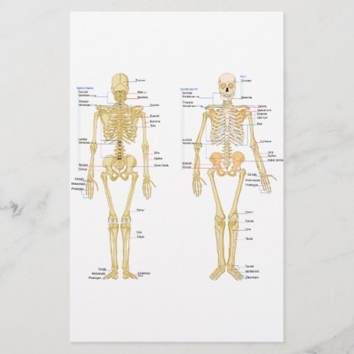 Human Skeleton labeled anatomy chart Stationery