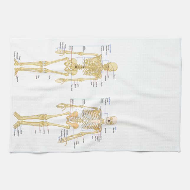 Human Skeleton labeled anatomy chart Towel (Horizontal)