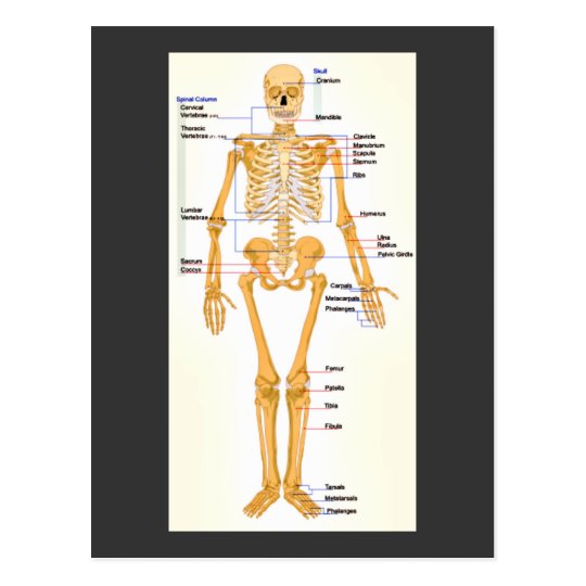 Human Skeleton Labeled Postcard | Zazzle.com