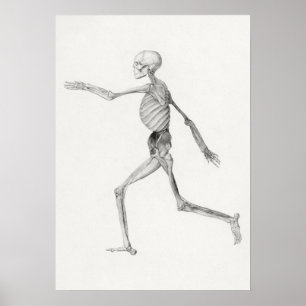 Human Skeleton, Lateral View (1795–1806) Poster