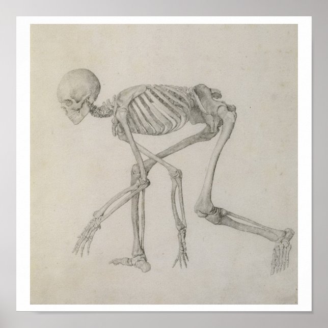 Human Skeleton: Lateral view in Crouching Posture, Poster (Front)