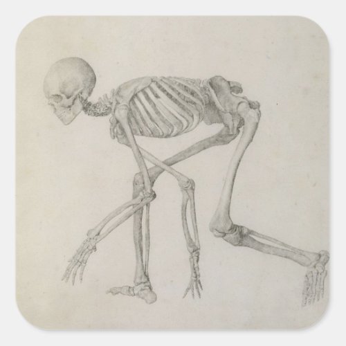 Human Skeleton Lateral view in Crouching Posture Square Sticker