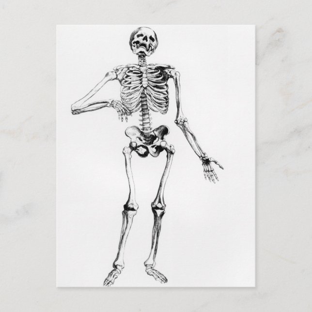 Human Skeleton Postcard (Front)