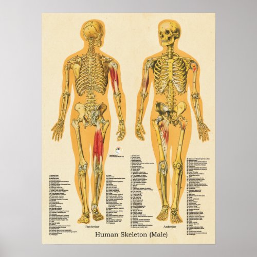 Human Skeleton Skeletal Anatomy Poster Male