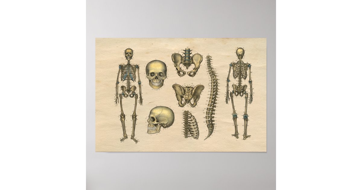 Human Skeleton Skull Spine Anatomy 1841 Print | Zazzle