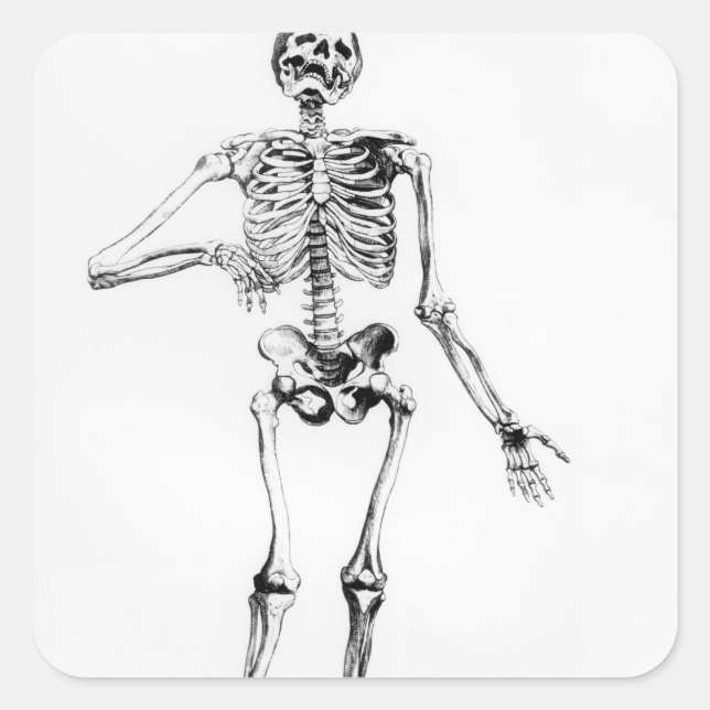 Human Skeleton Square Sticker (Front)