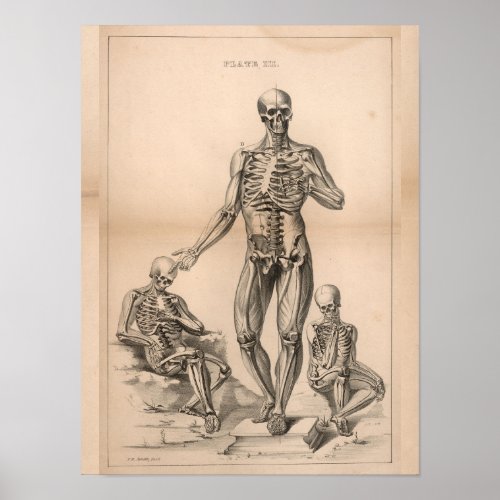 Human Skeleton Vintage Anatomy Art Print 1827