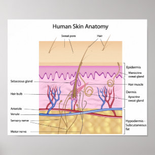 Human Skin Anatomy Poster