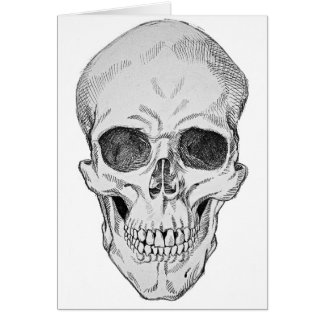 Human Skull Anatomical Illustration (Frontal View) Cards